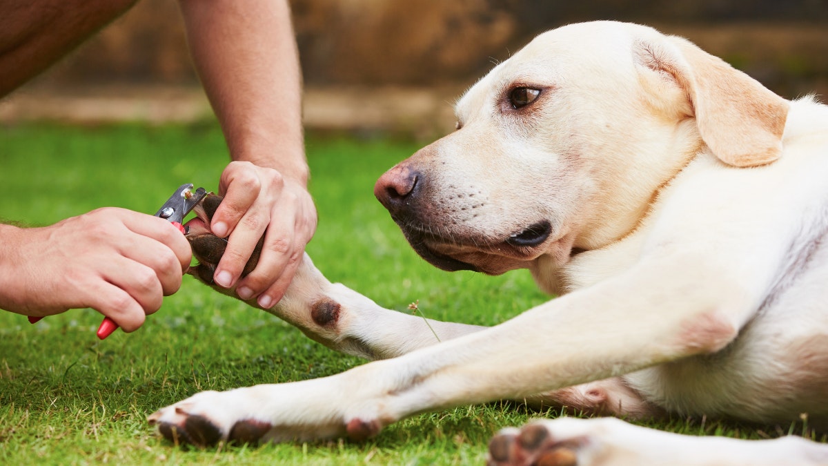 Best nail shop clippers for labradors